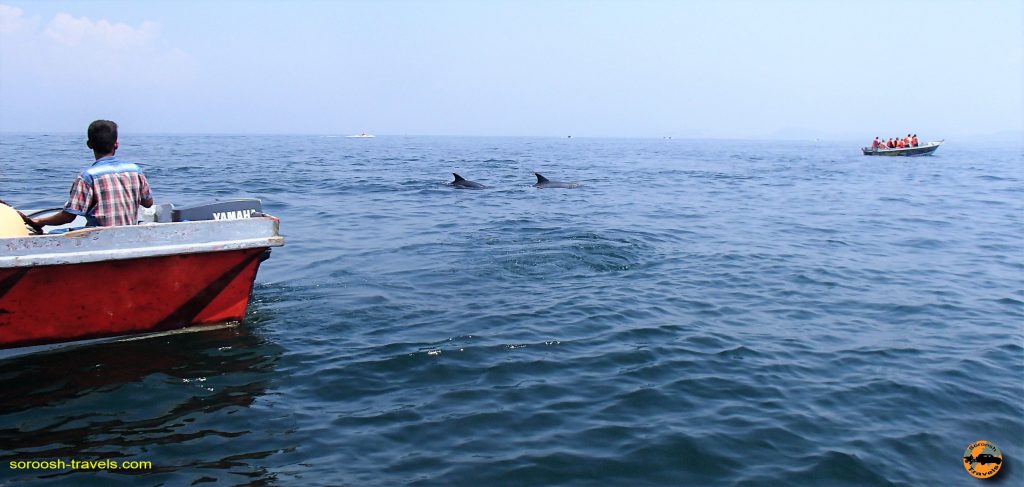 منطقه دلفین ها در جزیره قشم - نوروز ۱۳۹۳