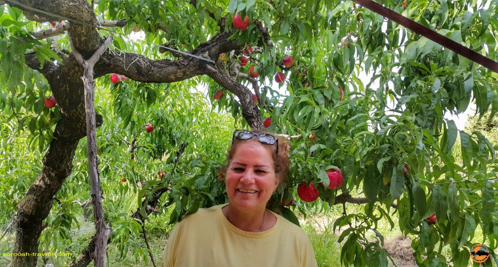 باغ میوه در شمال یونان