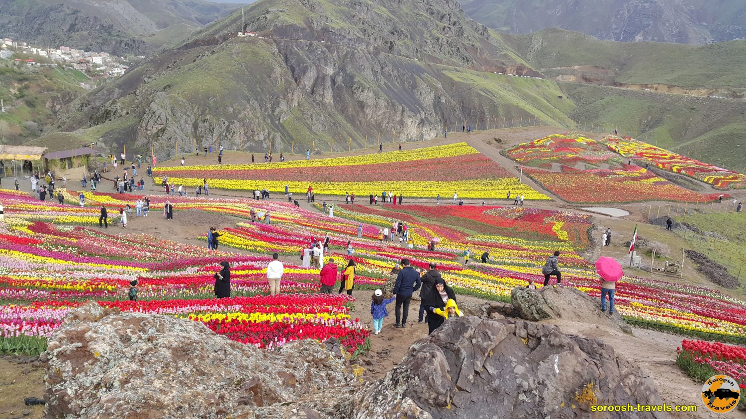 مزرعه گل لاله - روستای کندور - بهار 1399 2020