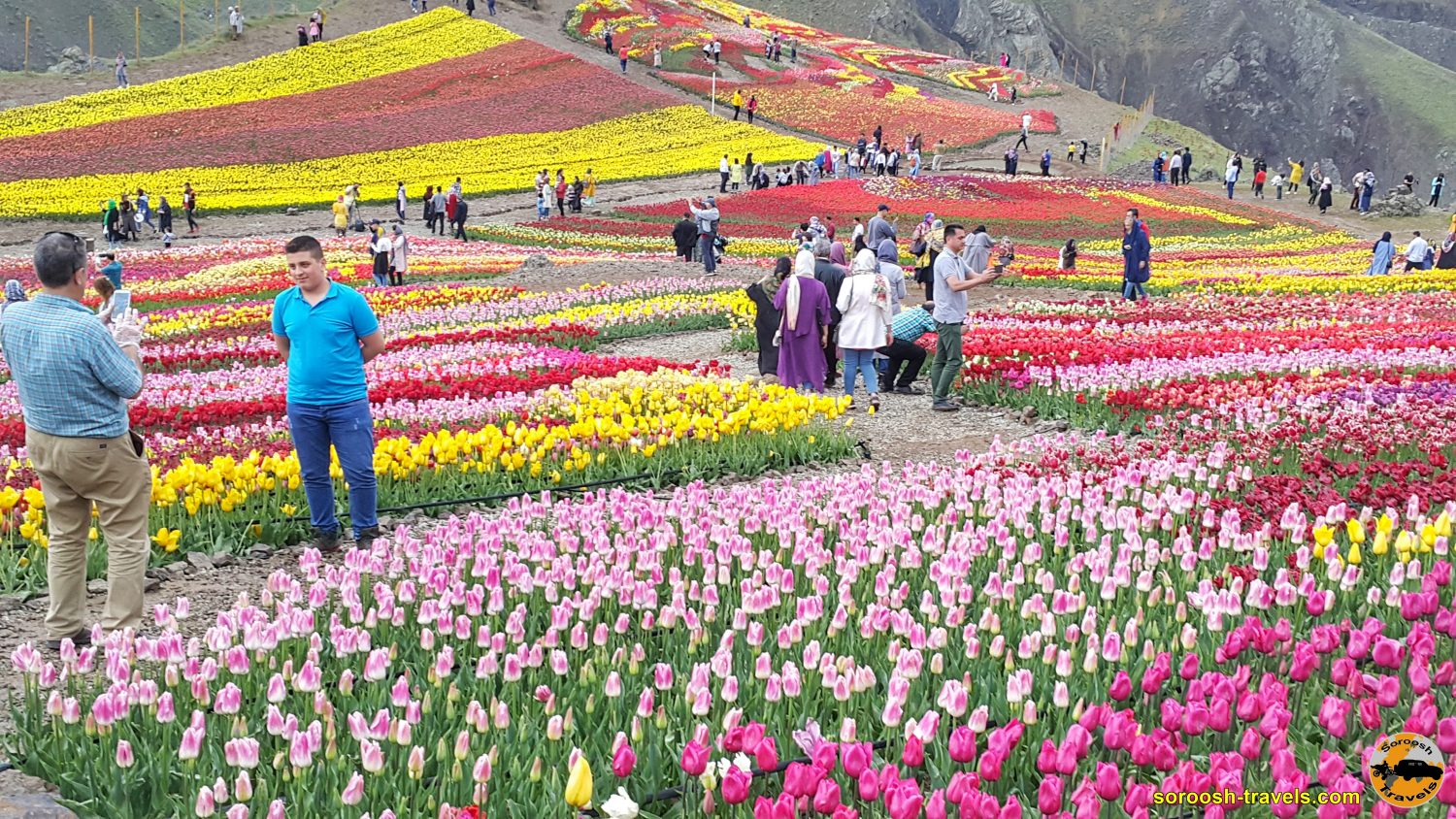 مزرعه گل لاله - روستای کندور - بهار 1399 2020