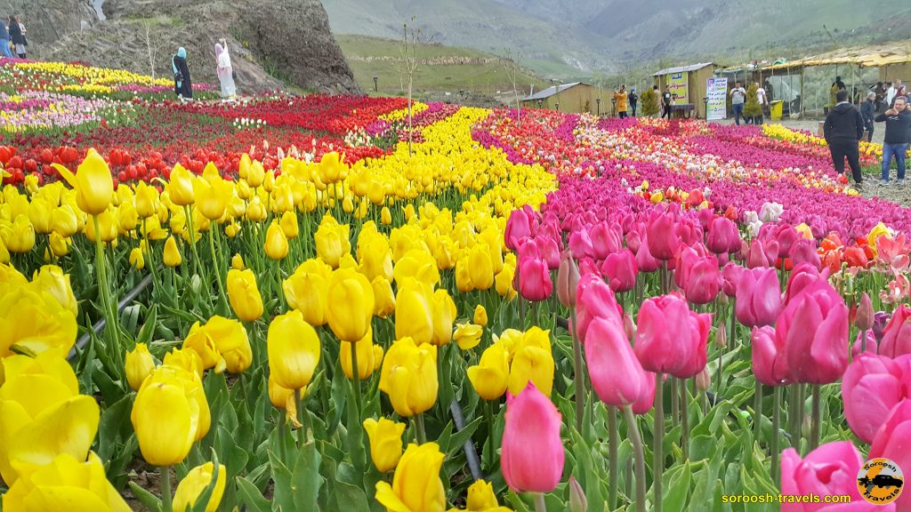 مزرعه گل لاله در روستای کندور – بهار ۱۳۹۹