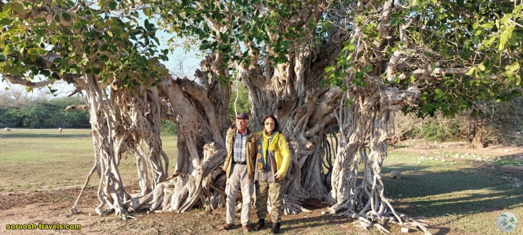 درخت انجیر معابد در جزیره لاوان - زمستان 1401 2023