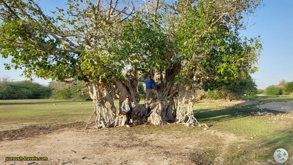 درخت انجیر معابد در جزیره لاوان - زمستان 1401 2023