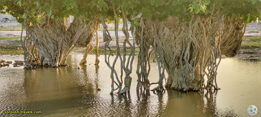 درختان انجیر معابد در جزیره لاوان - زمستان 1401 2023