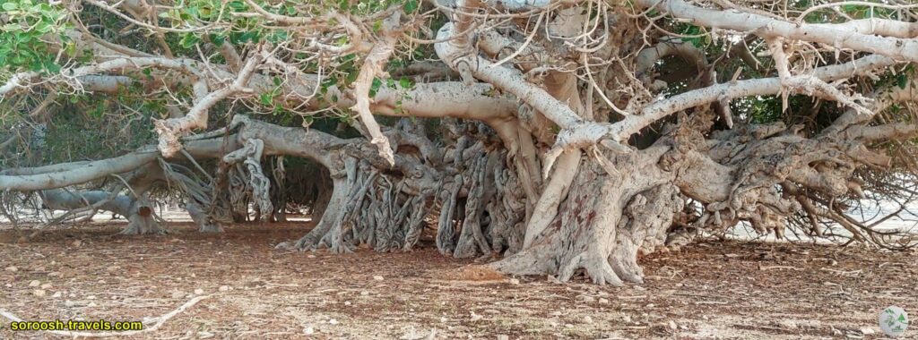 درختان انجیر معابد در جزیره لاوان - زمستان 1401 2023
