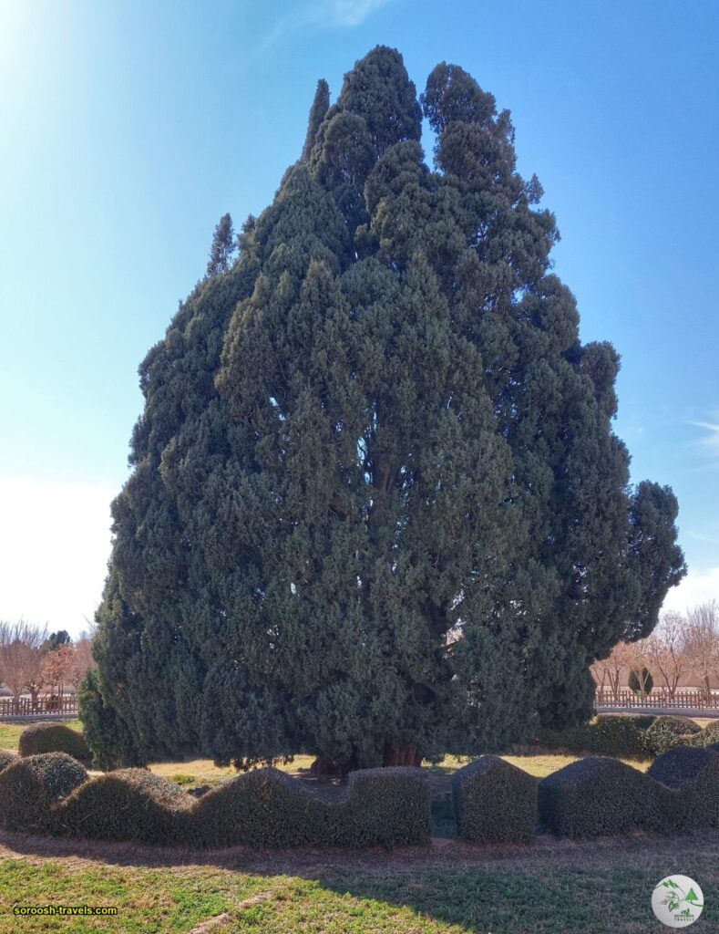 سرو کهنسال ابرکوه - زمستان 1402 - 2024